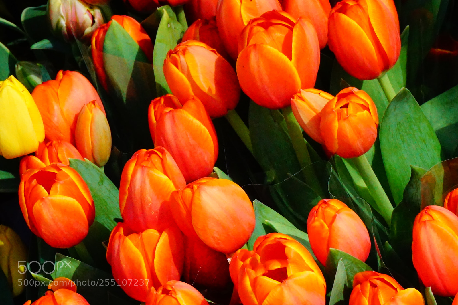 Sony a6000 sample photo. Flower photography