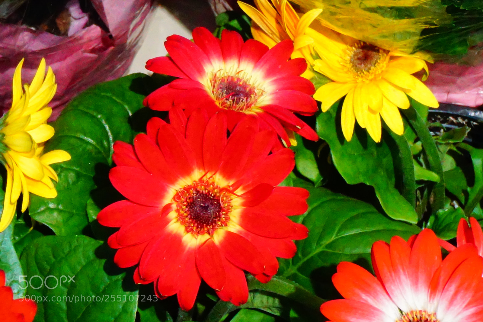 Sony a6000 sample photo. Flower photography