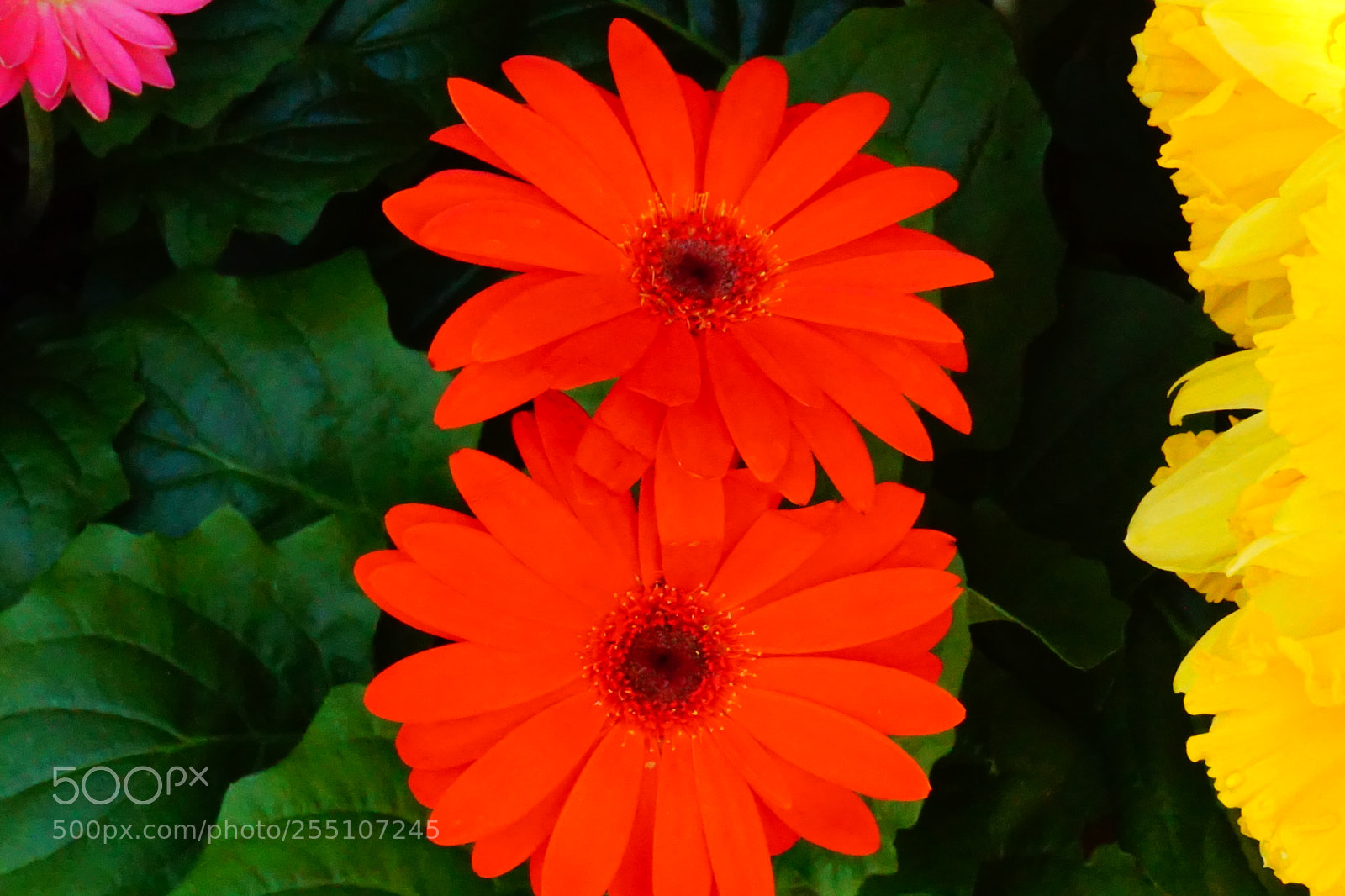 Sony a6000 sample photo. Flower photography