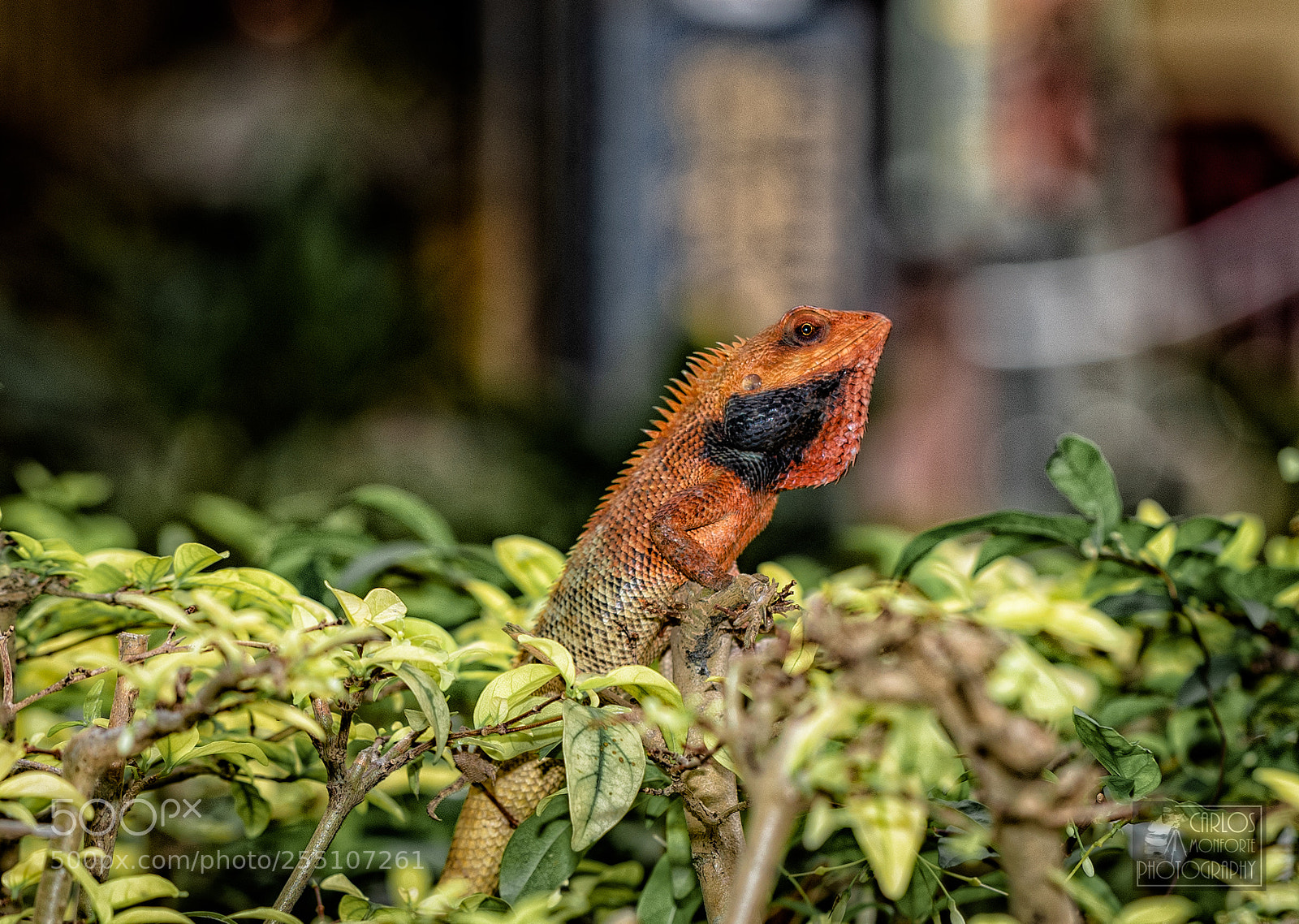 Canon EOS-1D X Mark II sample photo. Sun bathing photography