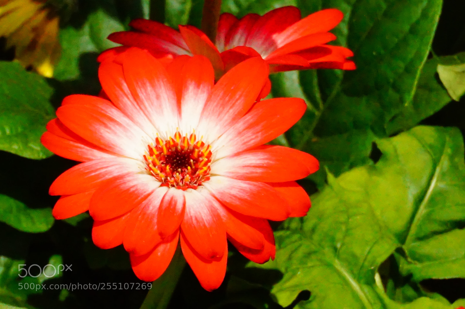 Sony a6000 sample photo. Flower photography