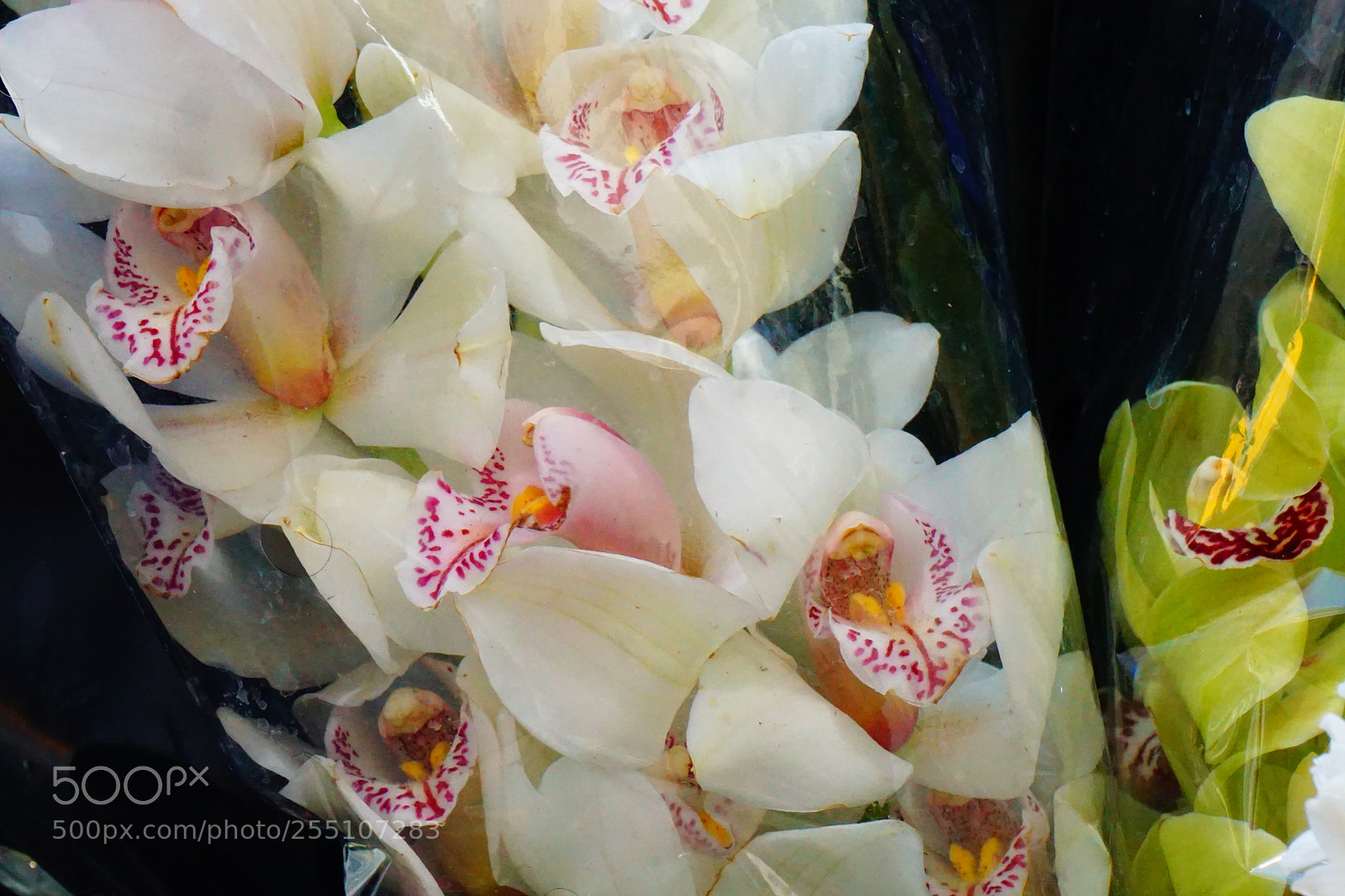 Sony a6000 sample photo. Flower photography