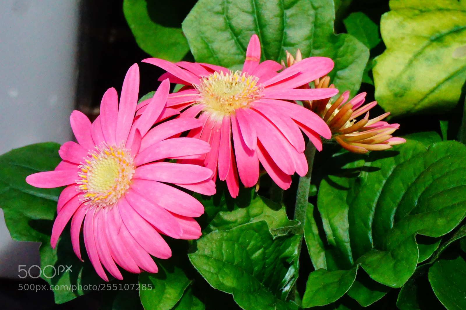 Sony a6000 sample photo. Flower photography