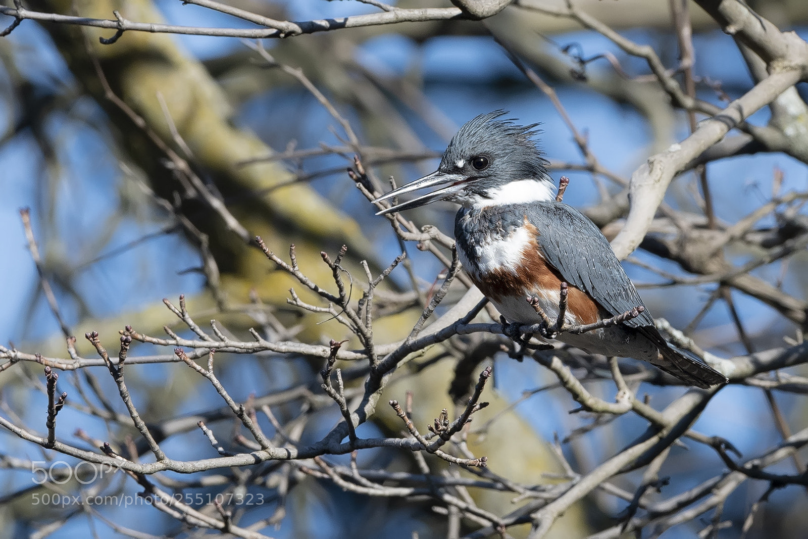 Nikon D850 sample photo. Belted kingfisher photography