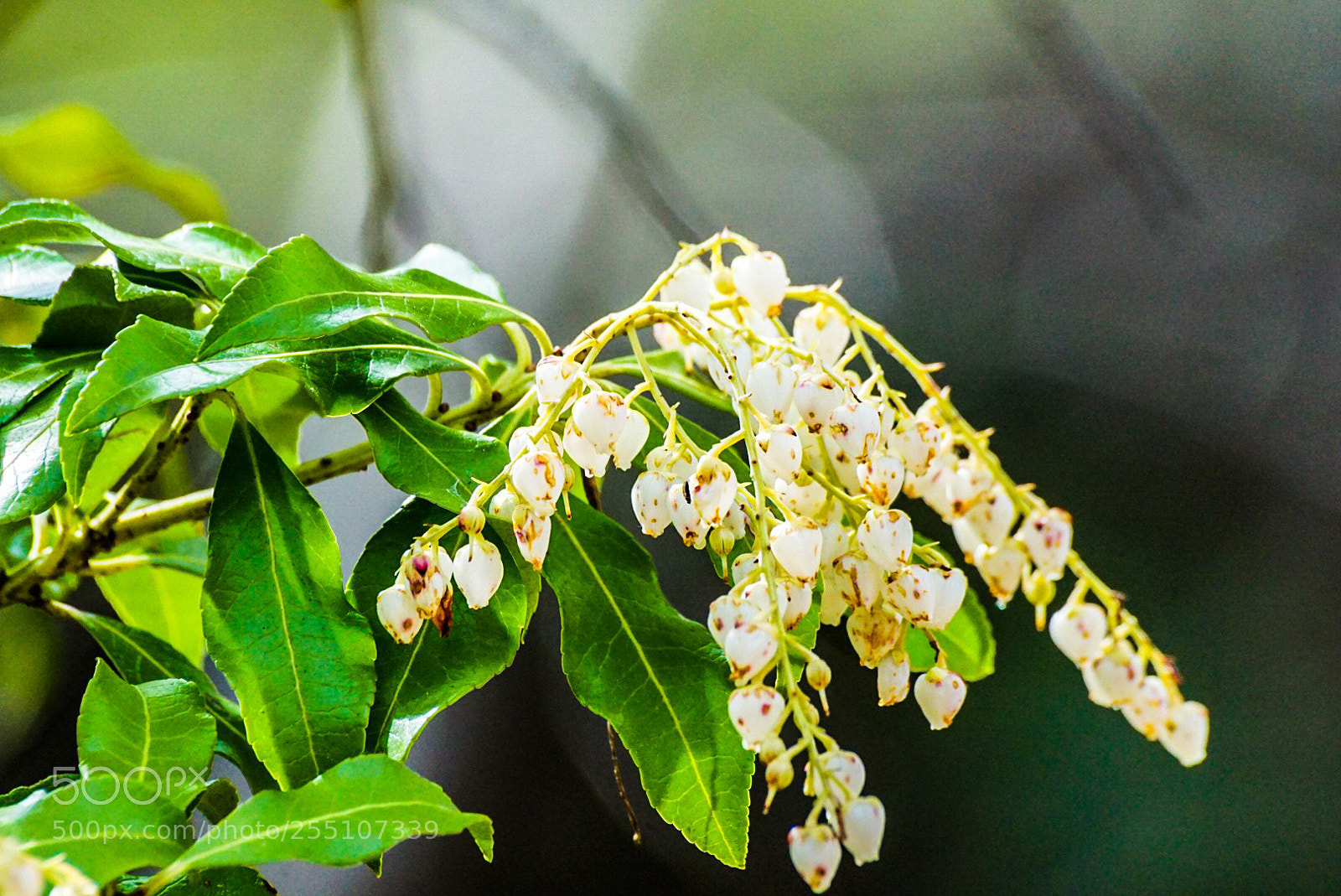 Sony a6000 sample photo. Start of growth photography