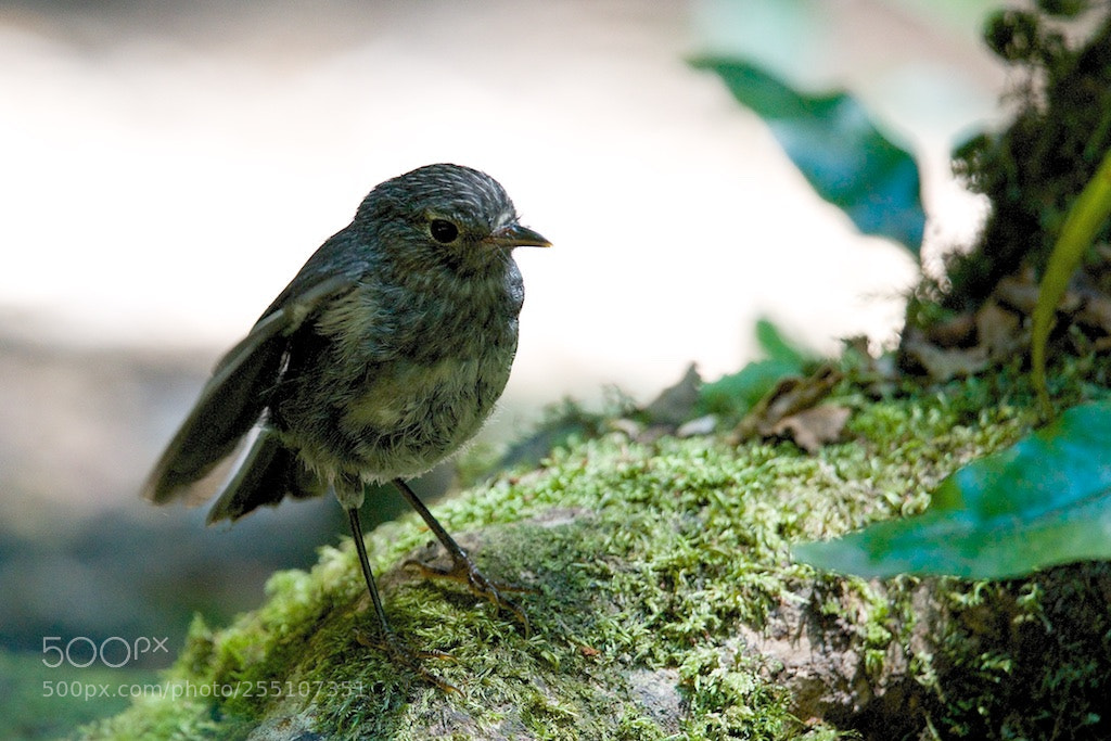 Nikon D600 sample photo. North island robin photography
