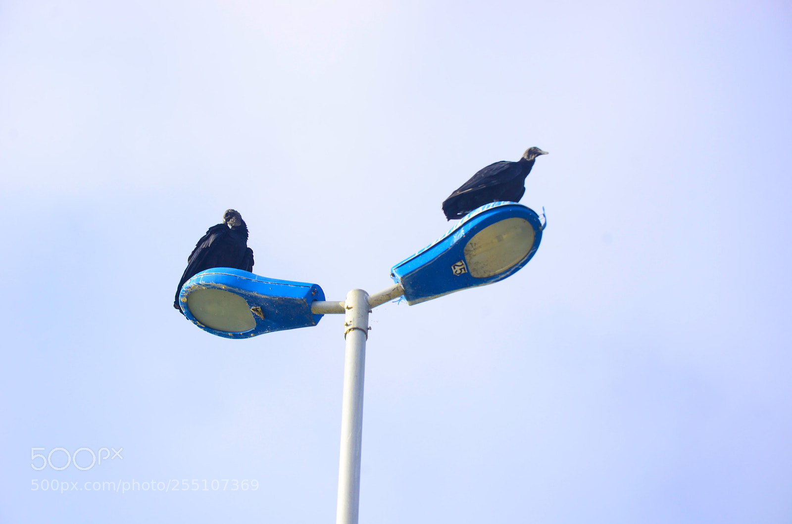Nikon D7000 sample photo. Ygr photography