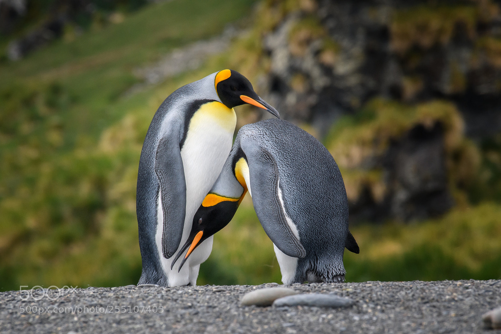 Nikon D850 sample photo. King penguin couple photography