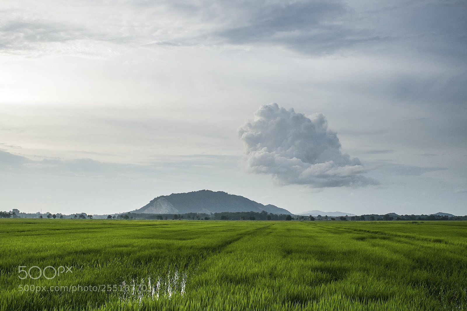 Canon EOS 400D (EOS Digital Rebel XTi / EOS Kiss Digital X) sample photo. Greeny paddy field at photography