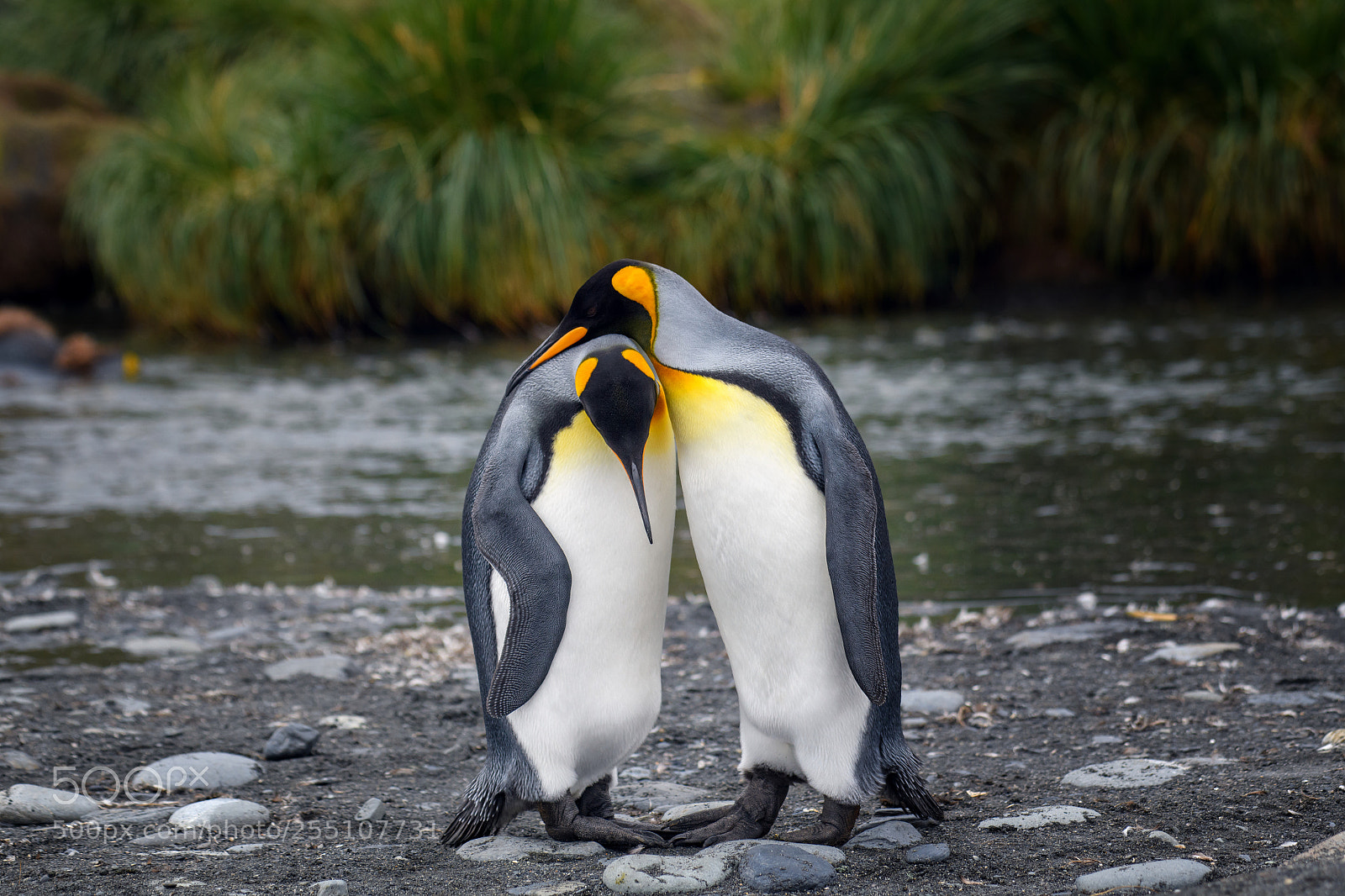 Nikon D850 sample photo. King penguin couple photography