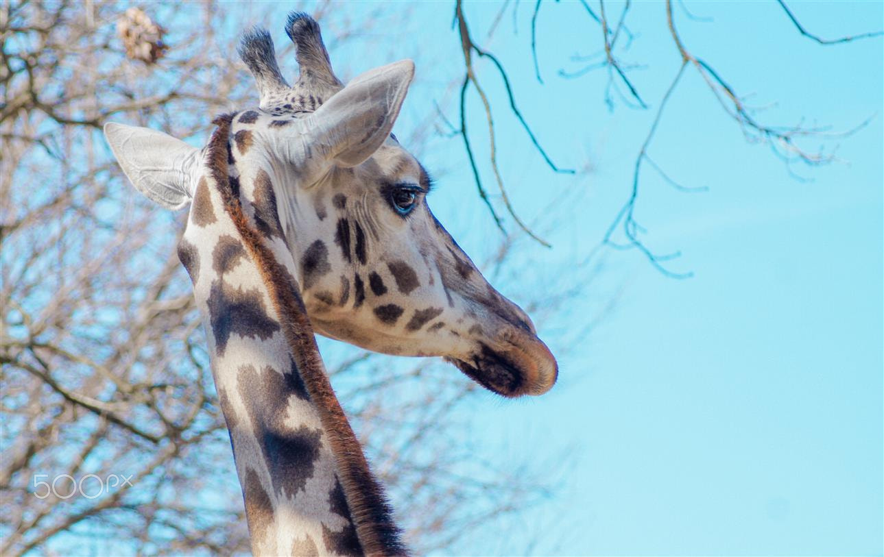 Sony SLT-A35 sample photo. Giraffe photography