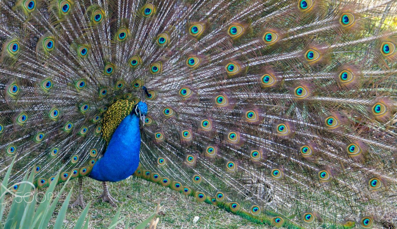 Sony SLT-A35 sample photo. Peacock photography