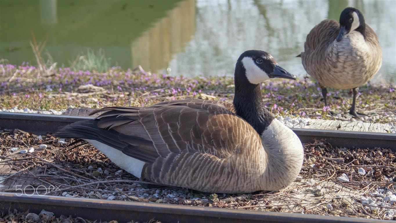 Sony SLT-A35 sample photo. Canadian geese photography