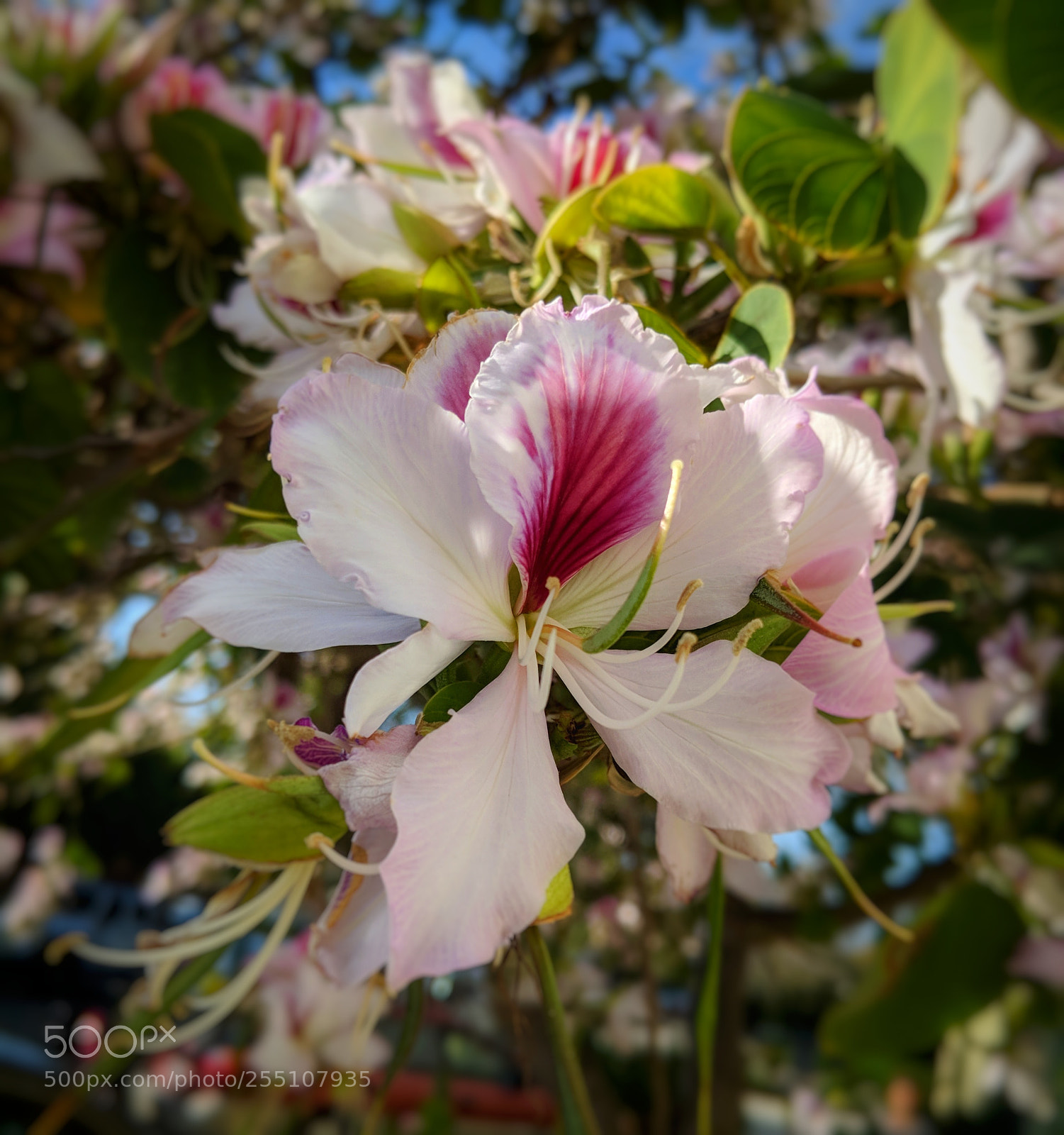 Google Pixel 2 XL sample photo. Street flower photography