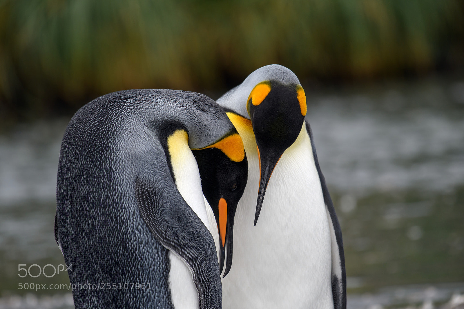 Nikon D850 sample photo. King penguin couple photography