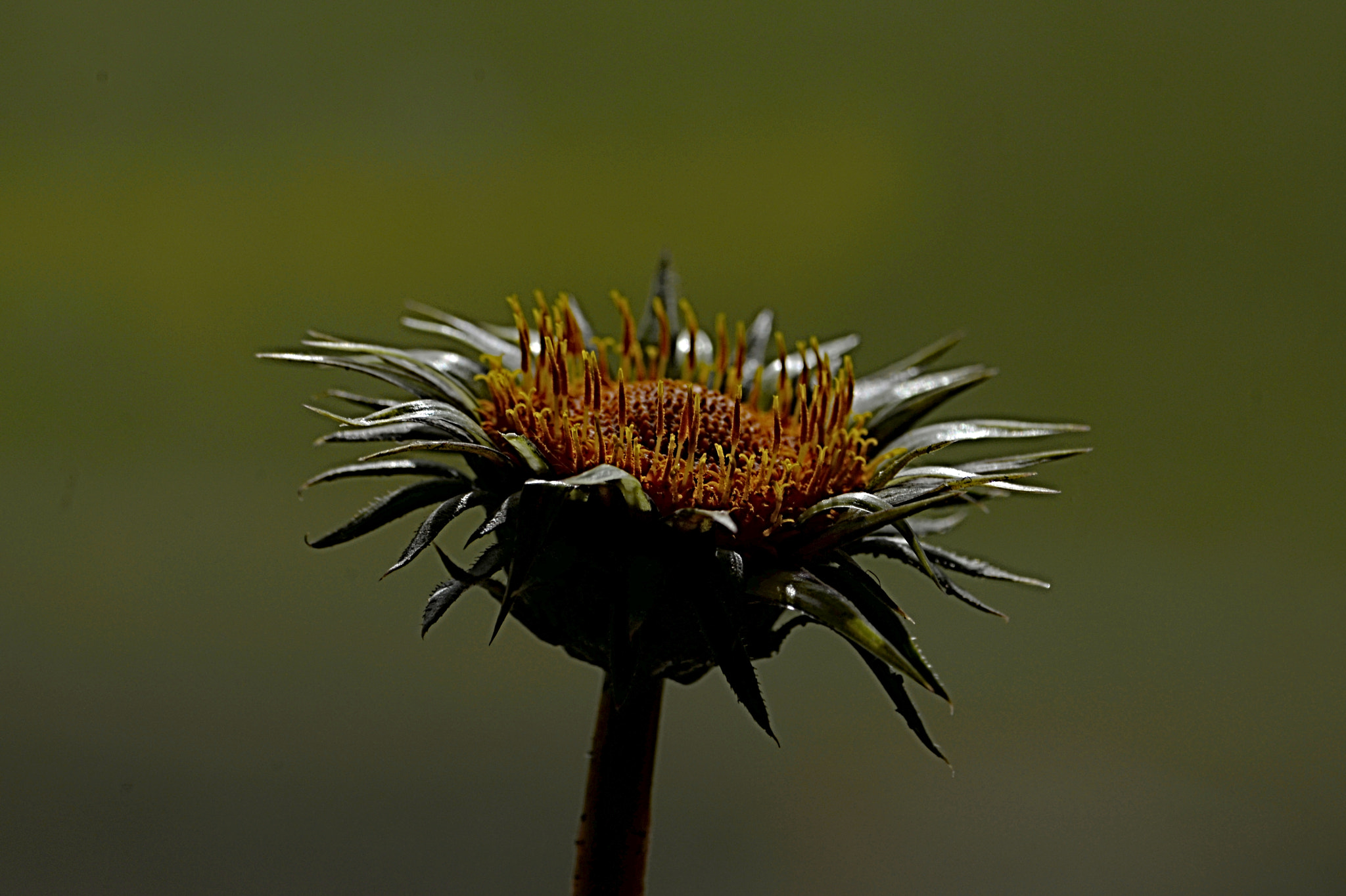 Nikon D610 sample photo. Despida photography