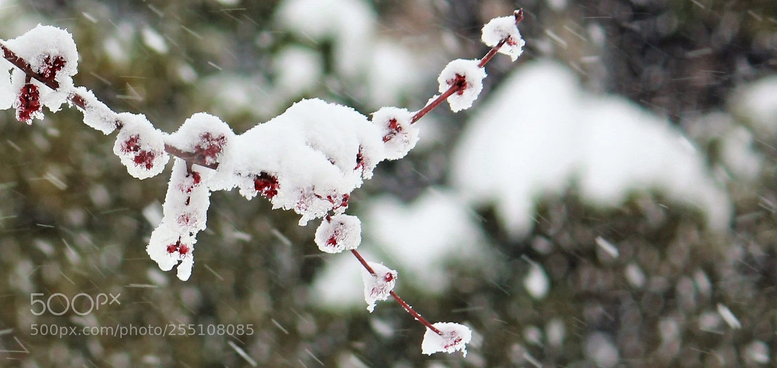 Canon EOS 600D (Rebel EOS T3i / EOS Kiss X5) sample photo. The snow storm photography