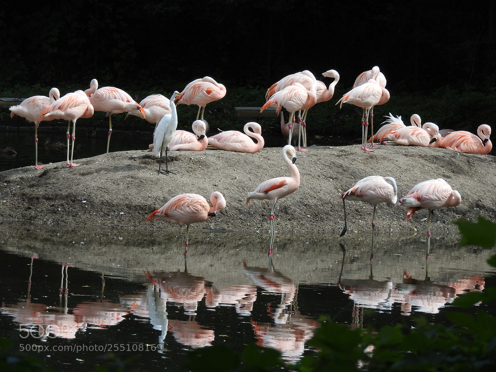 Nikon Coolpix P610 sample photo. Flamingo ! photography