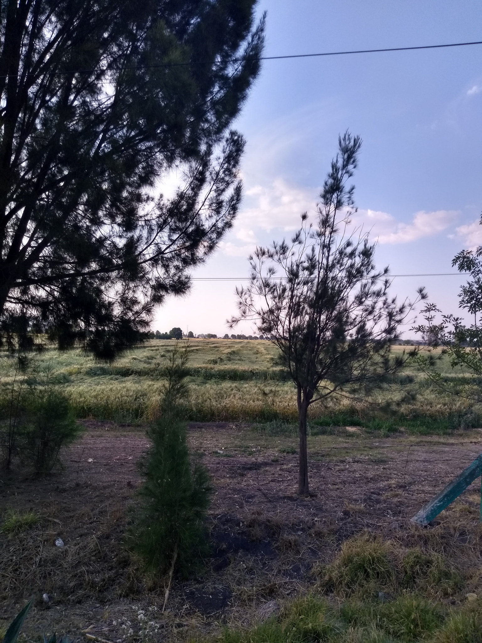 Motorola Moto E (4) Plus sample photo. Wheat plantation photography