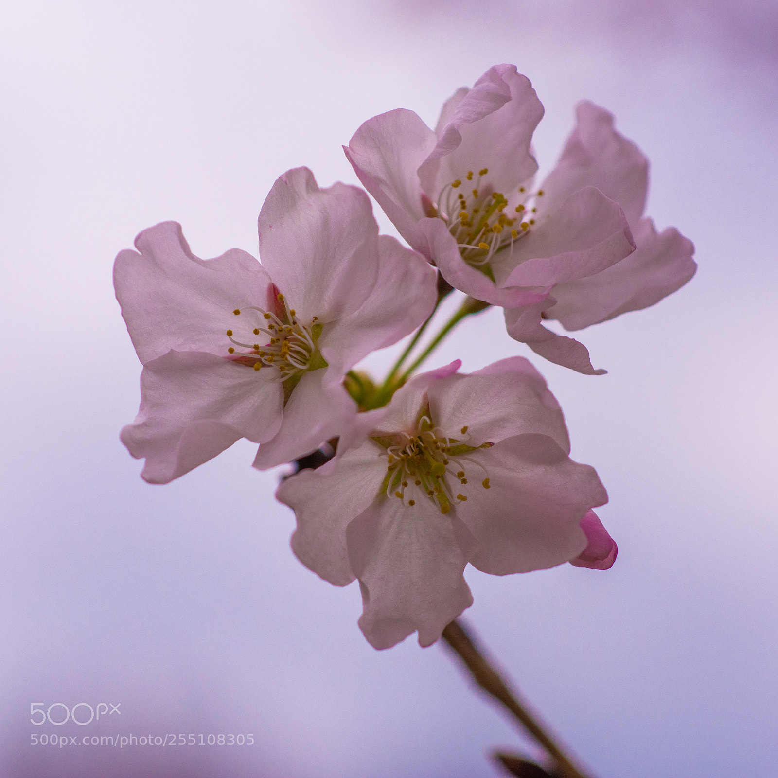 Nikon D7100 sample photo. Cherry blossom photography