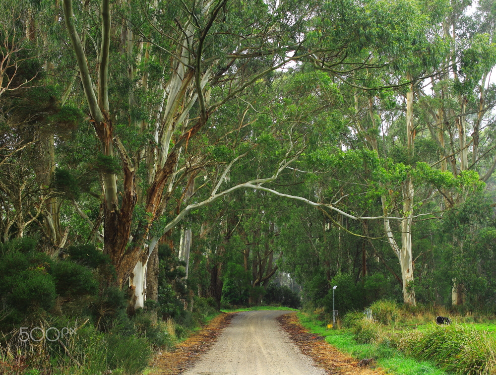 Canon EOS 60D sample photo. Lades rd gums 2# photography