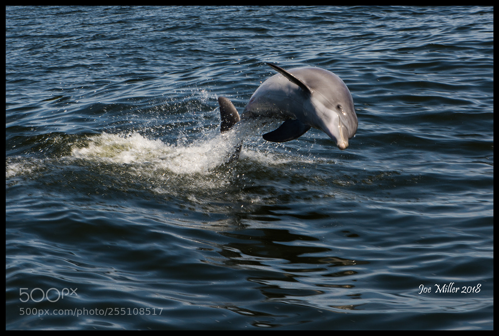 Nikon D7100 sample photo. Leaping dolphin photography