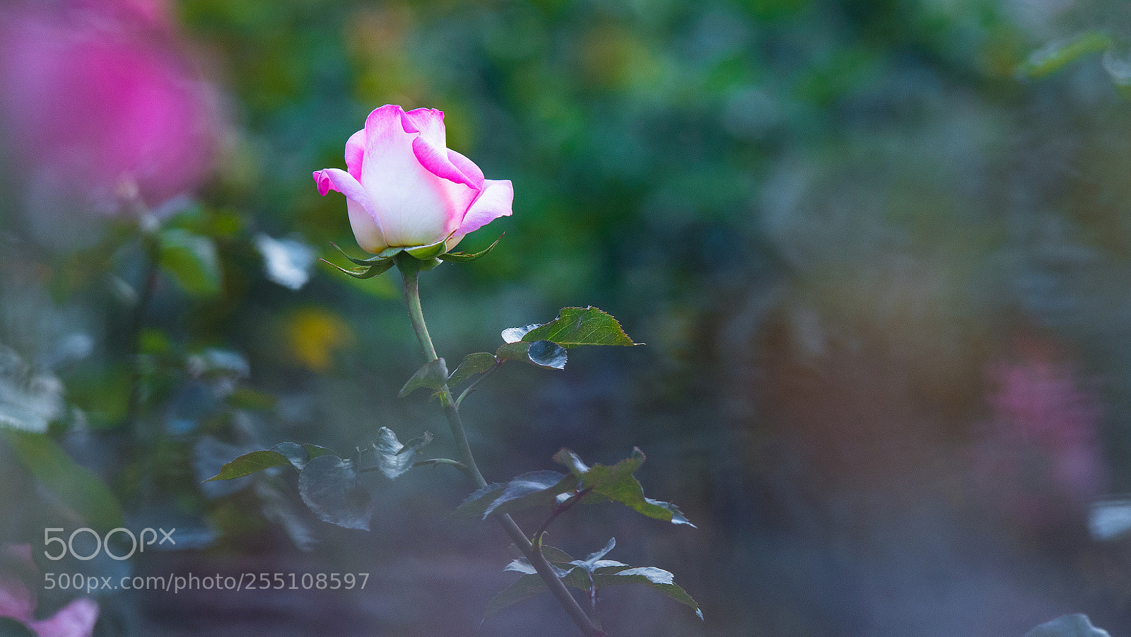 Nikon D810 sample photo. Rose photography
