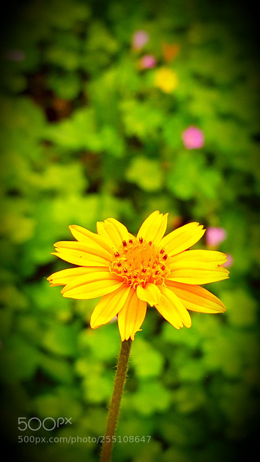 Samsung Galaxy Note4 sample photo. Wild flower under the photography