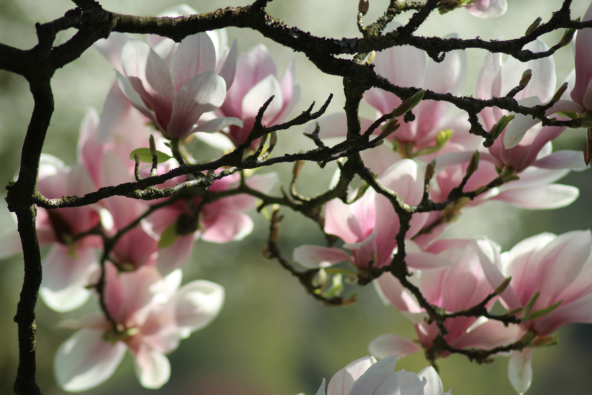 Canon EOS 1200D (EOS Rebel T5 / EOS Kiss X70 / EOS Hi) sample photo. Magnolia photography