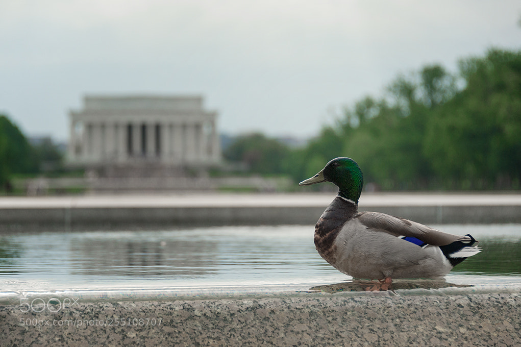 Nikon D700 sample photo. Patito photography