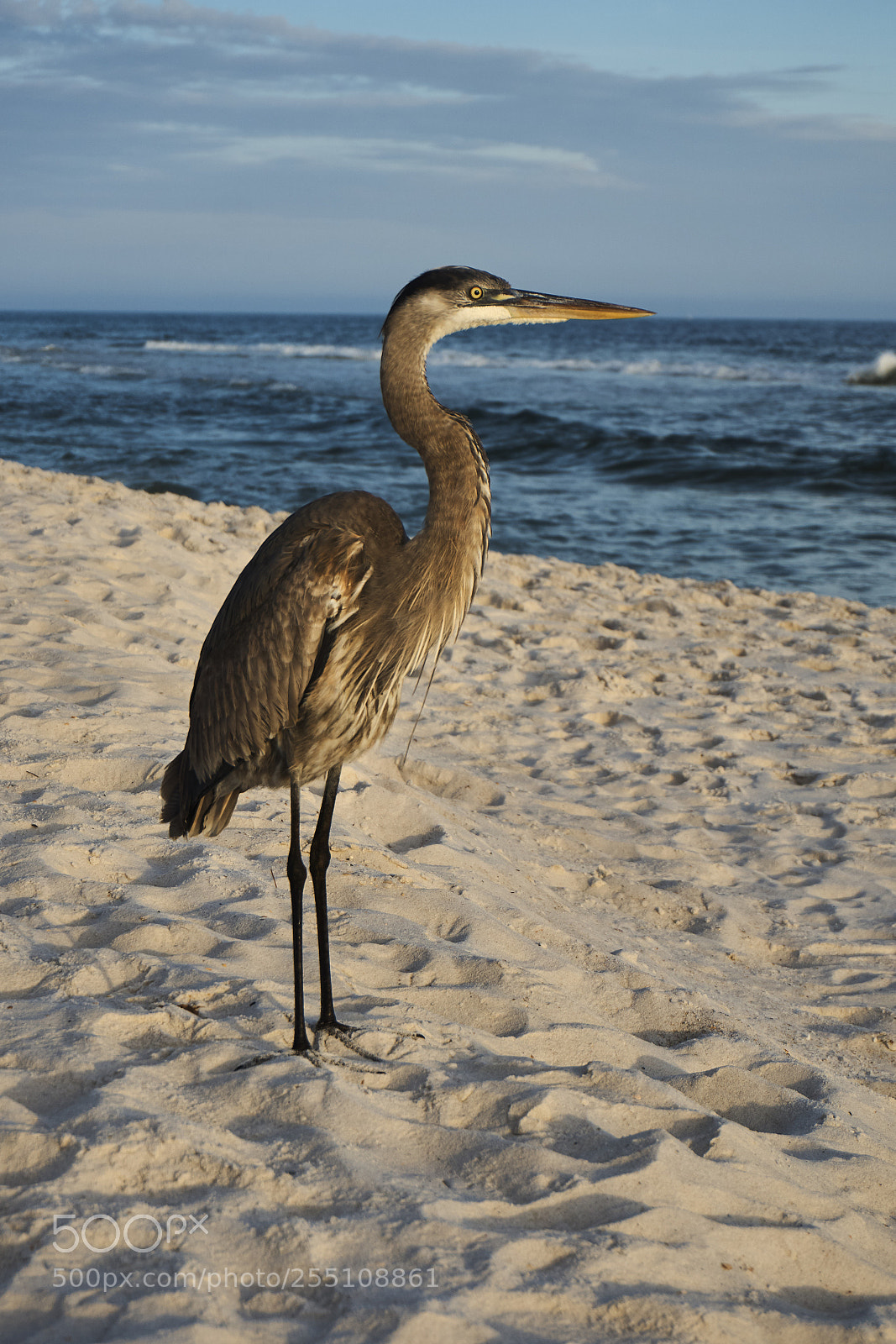 Sony a6000 sample photo. Bird at the beach photography
