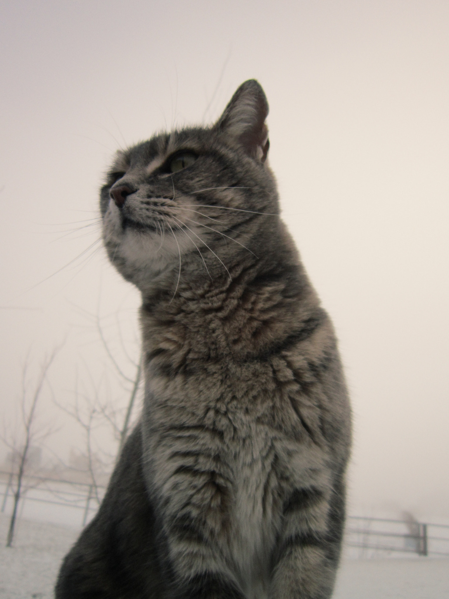 Canon PowerShot A3300 IS sample photo. No-tail the cat, christmas day photography