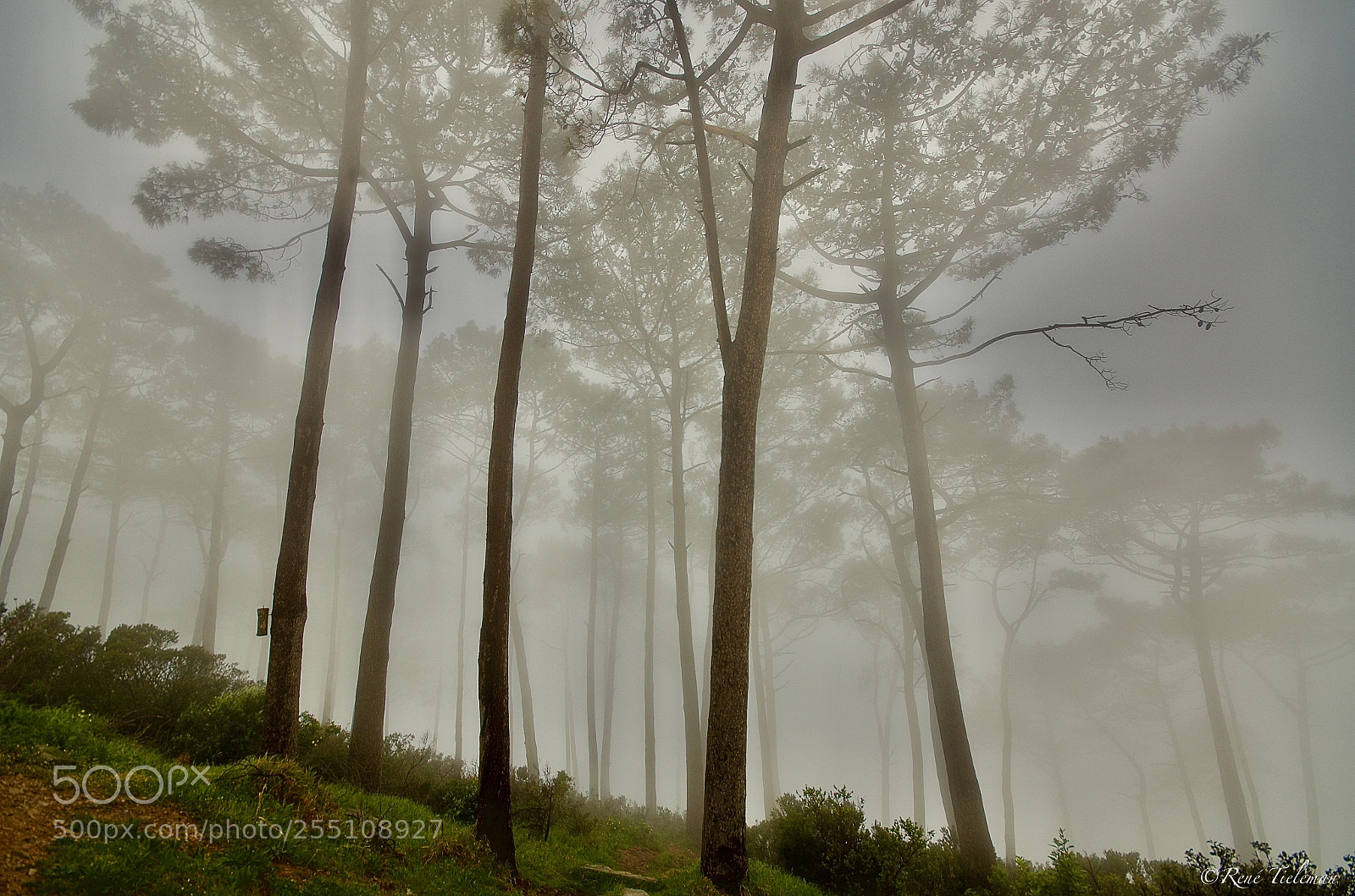 Nikon D7000 sample photo. Brouillard photography