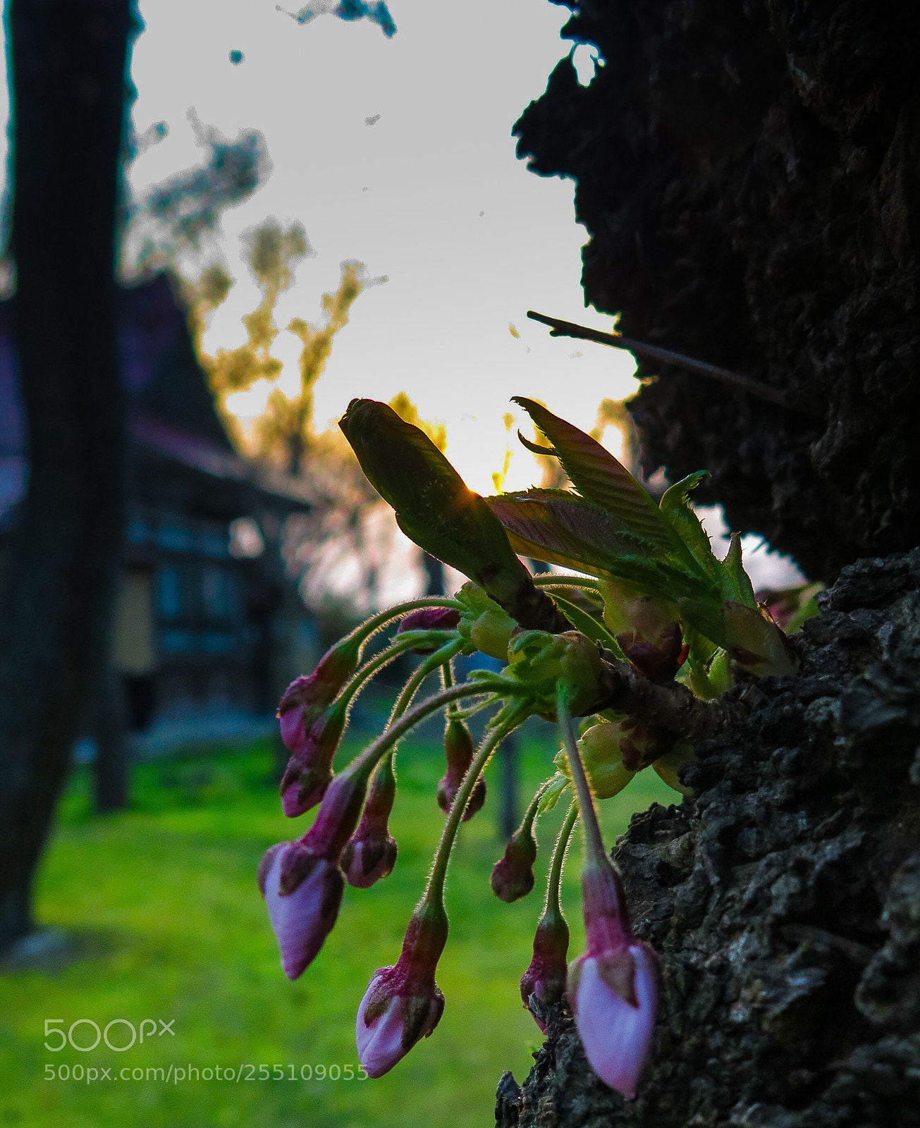 Canon PowerShot G16 sample photo. Cherry blossom buds at photography