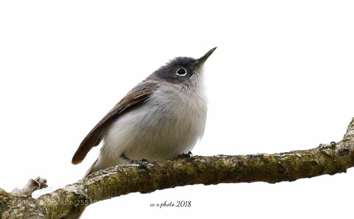 Canon EOS 7D Mark II sample photo. Red-eyed vireo photography
