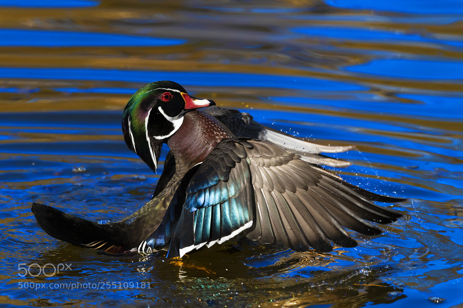 Nikon D850 sample photo. Wood duck wing flap photography