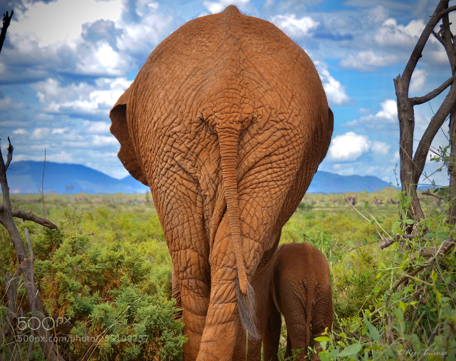 Nikon D7000 sample photo. Elephants photography