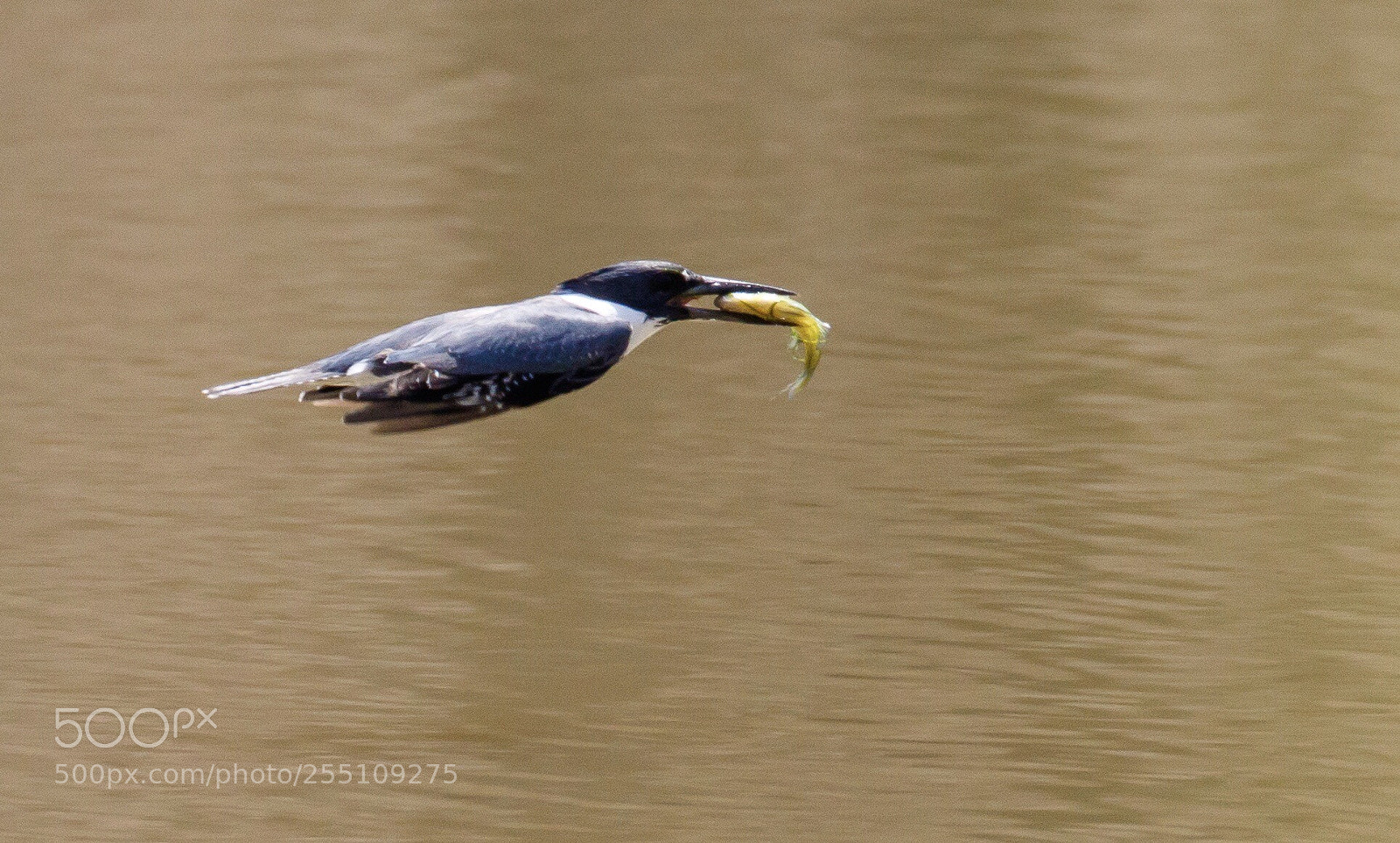 Canon EOS 7D Mark II sample photo. Kingfisher - lunch on photography