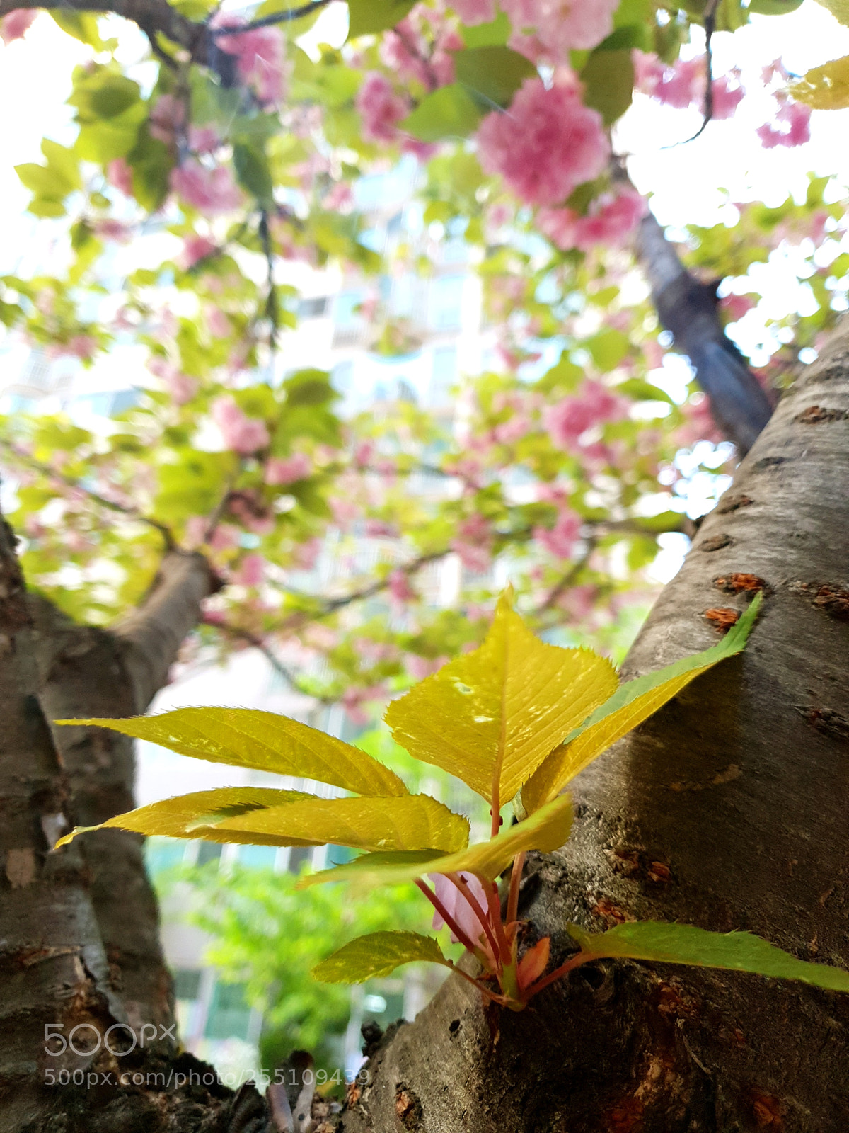 Samsung Galaxy S9+ sample photo. Untitled photography