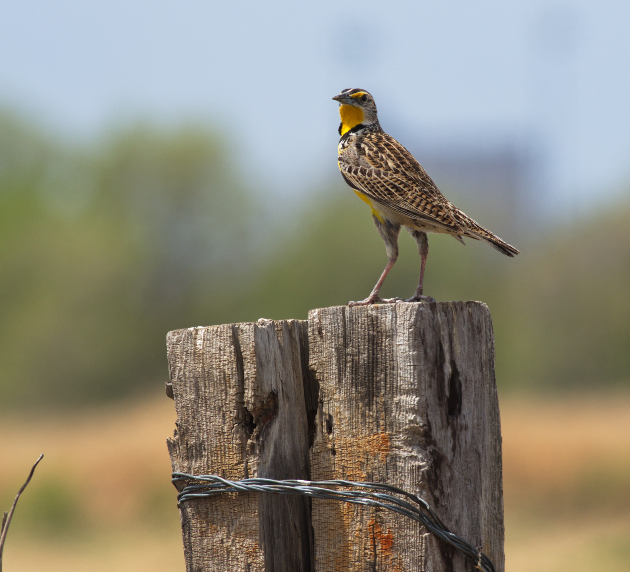 Canon EOS 7D Mark II + Canon EF 400mm F5.6L USM sample photo. Western meadowlark photography