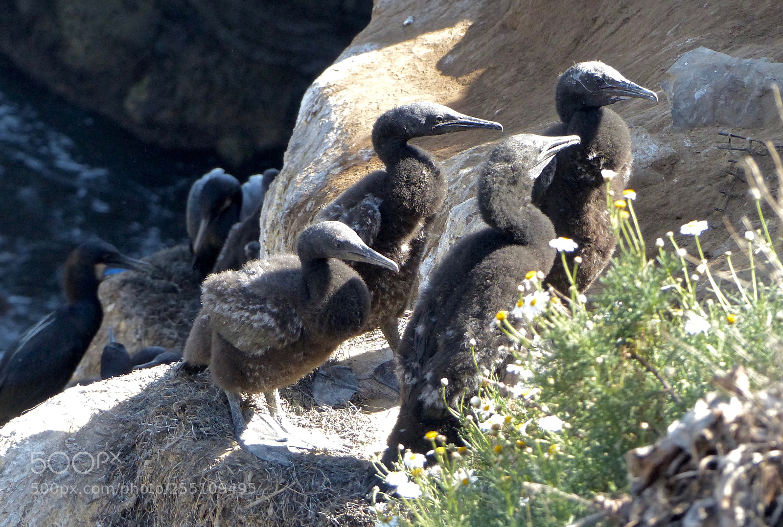 Panasonic Lumix DMC-FZ200 sample photo. Four youngsters on nest 16 photography
