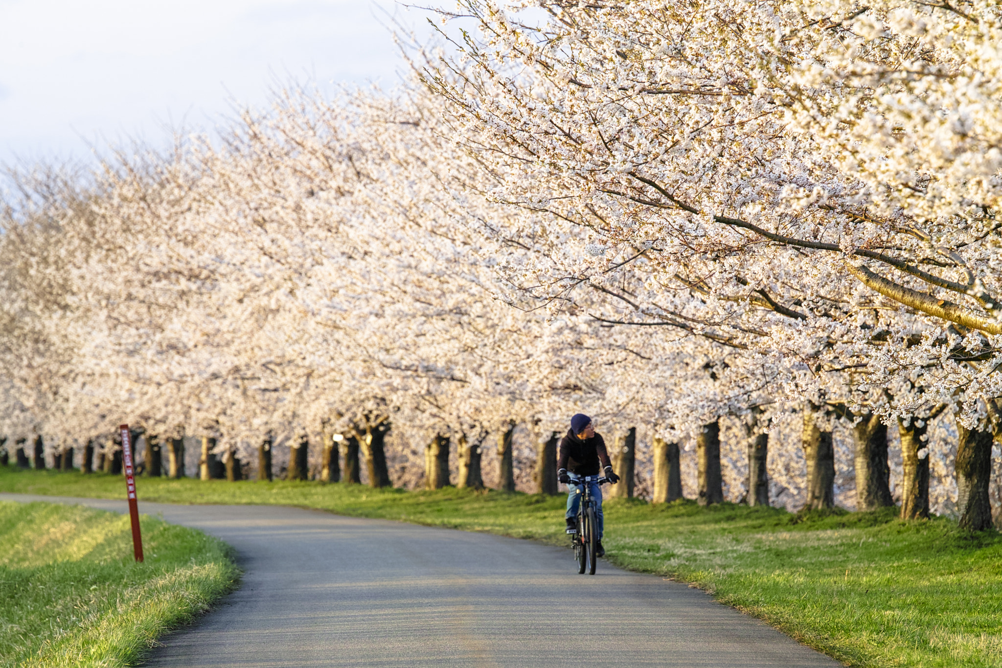 Sigma sd Quattro H sample photo. 春色のサイクリング / riding bicycle in spring photography