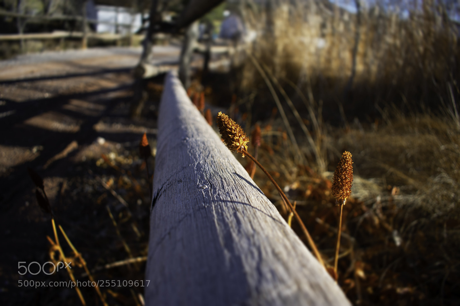 Nikon D3400 sample photo. White wood photography