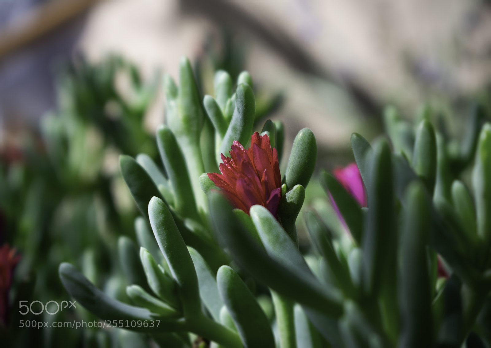 Nikon D3400 sample photo. Red pop photography