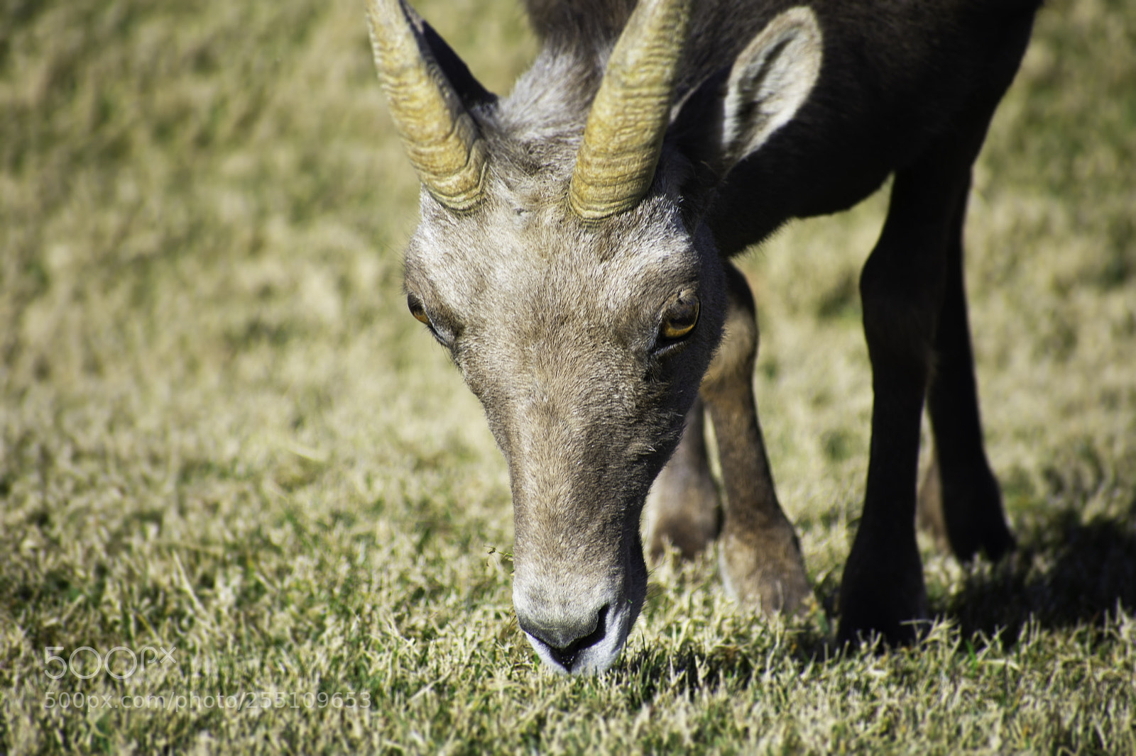 Nikon D3400 sample photo. Grazing sheep photography
