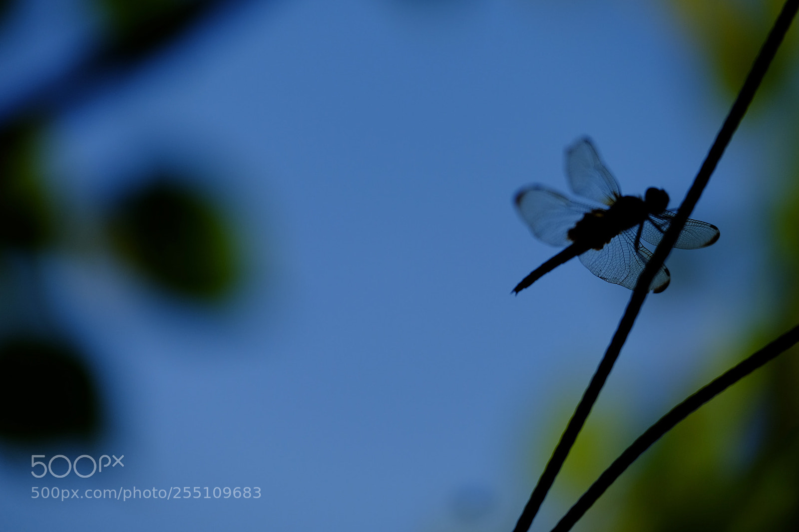Fujifilm X-E2 sample photo. The shadow of dragonfly photography