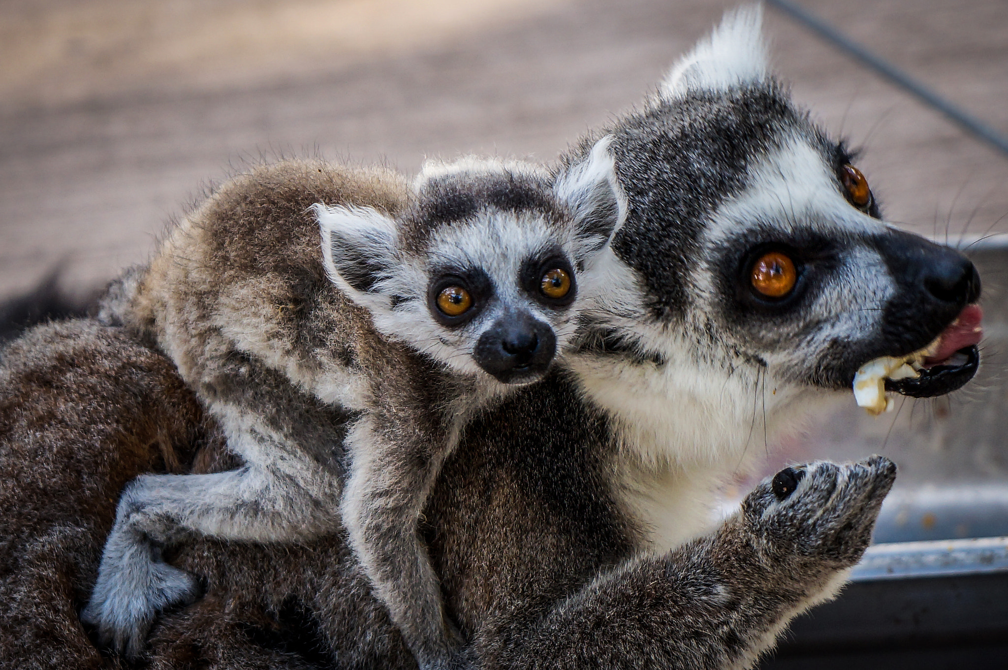 Sony Alpha NEX-F3 sample photo. Baby lemur photography
