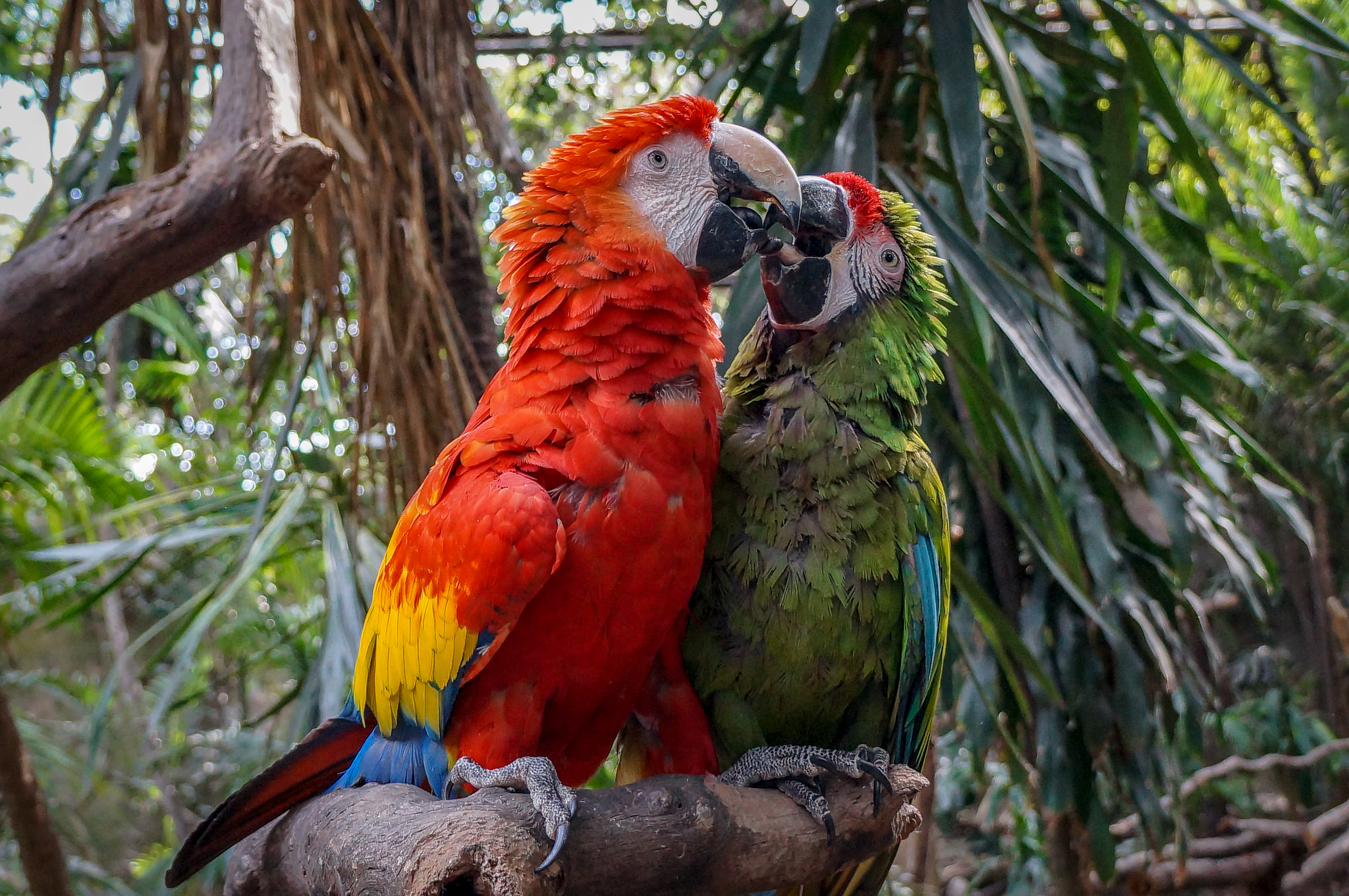 Sony Alpha NEX-F3 sample photo. Guacamayas photography