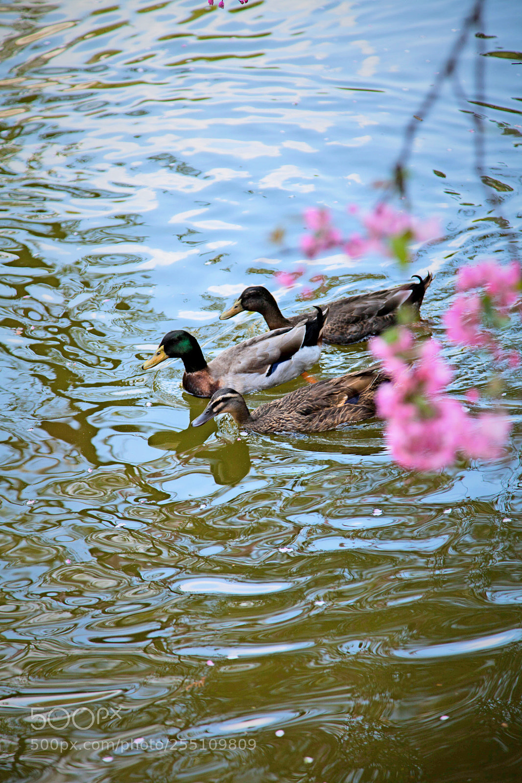Canon EOS 5D Mark II sample photo. Untitled photography