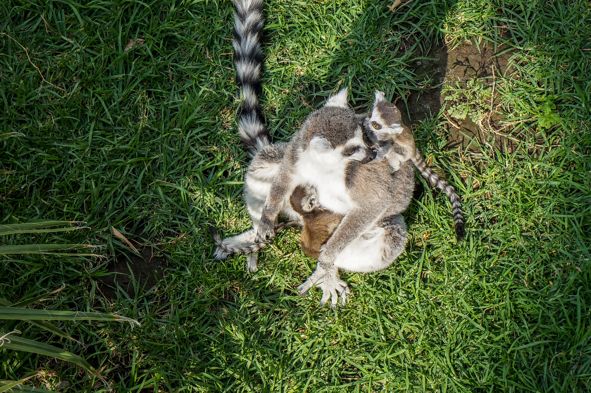 Sony Alpha NEX-F3 sample photo. Family of lemurs photography